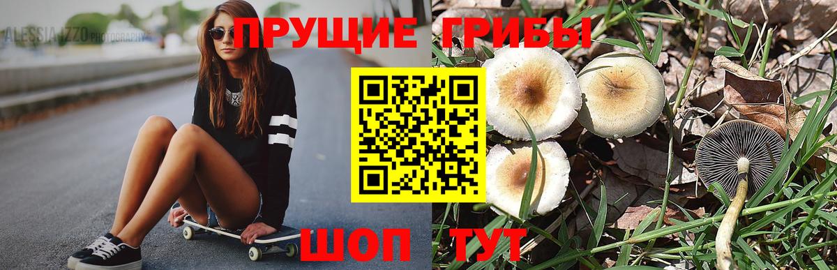 Псилоцибиновые грибы Psilocybe Красноуфимск